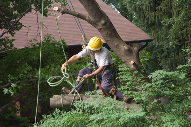 Sunnyvale, TX Tree Services Company